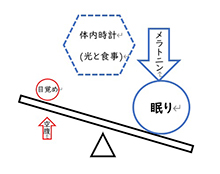 光とメラトニン